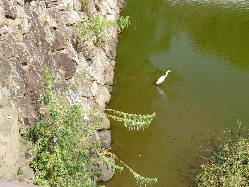 Hyogo in Half a Day: @ Egret Himeji Rooftop