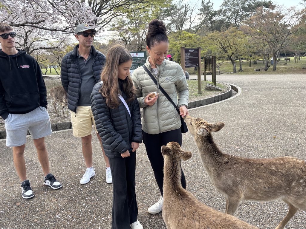 Nara in One Day: Nara Park & Kasuga Taisha Shrine