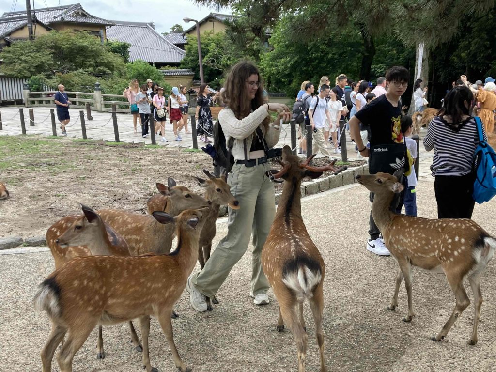 Nara Day Trip from Osaka: Customized Tour