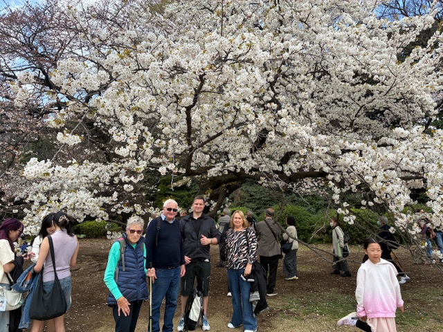 Tokyo in Half a Day: Tsukiji Outer Market & Meiji Shrine