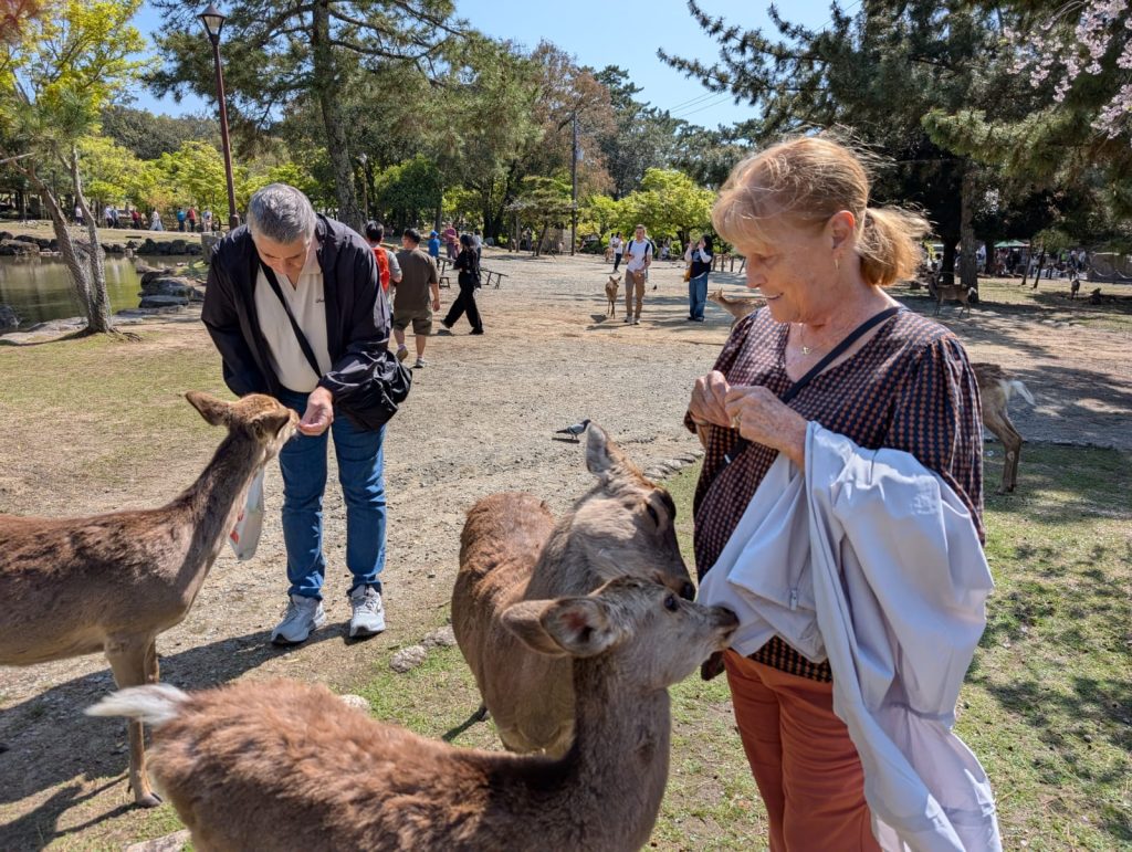 Nara Day Trip from Kyoto by Private Car