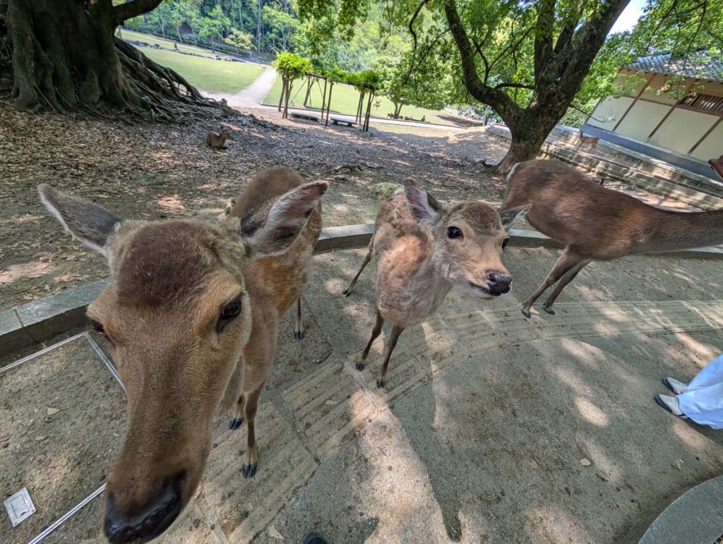 Nara in One Day: Todaiji's Shoro Bell Tower & Nakatanidou