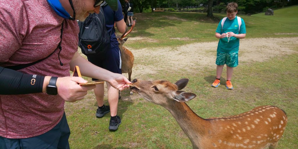 Nara in One Day: 30　Ukigumo Enchi Park & Kofukuji Temple & Museum