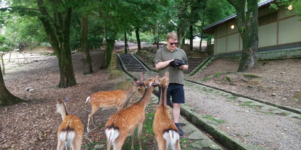 Nara in One Day: Ukimi-do & Yoshikien Garden