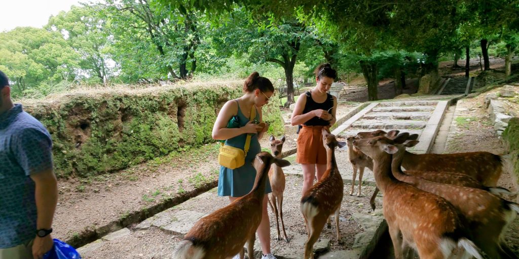 Nara in One Day: Kofukuji Temple & Yoshikien Garden