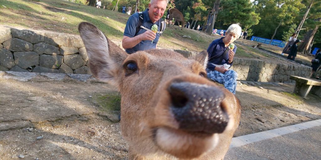 Nara in One Day: 50  Kasuga-taisha Shrine & 10  Kofukuji Temple