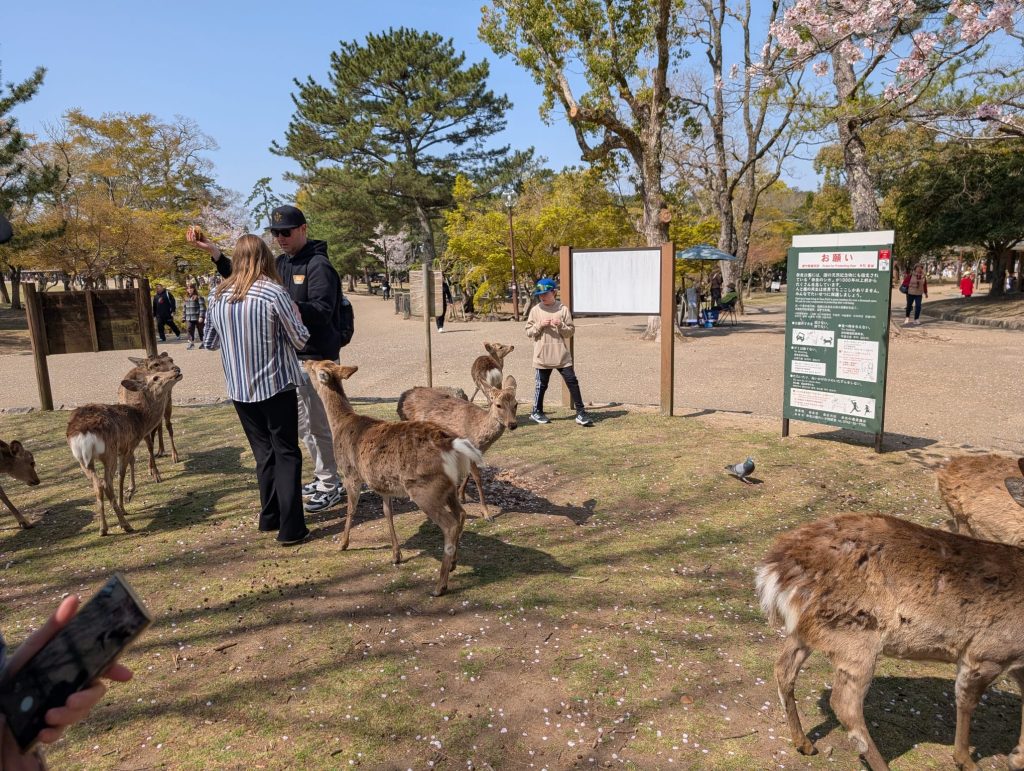 Nara in One Day: Todaiji's Shoro Bell Tower & Todaiji's Nigatsudo Hall