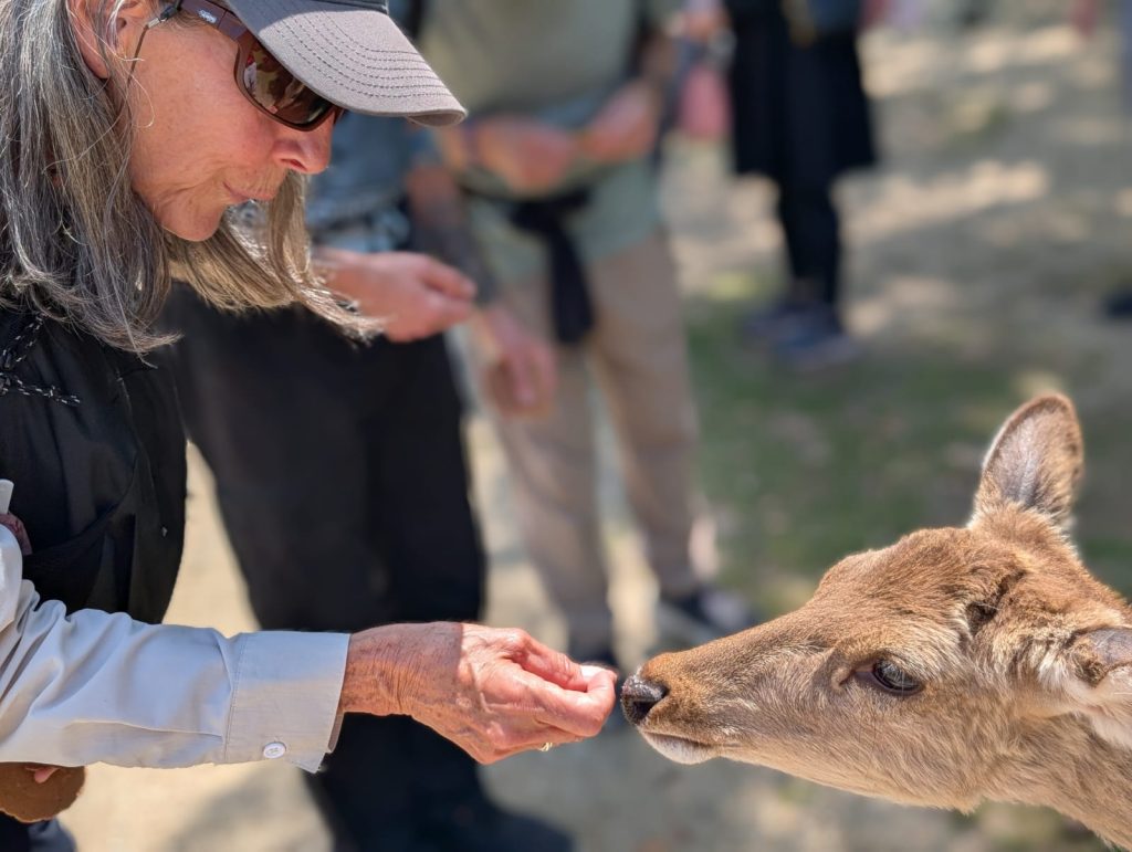 Nara in One Day: Todaiji Temple & Kasuga-taisha Shrine
