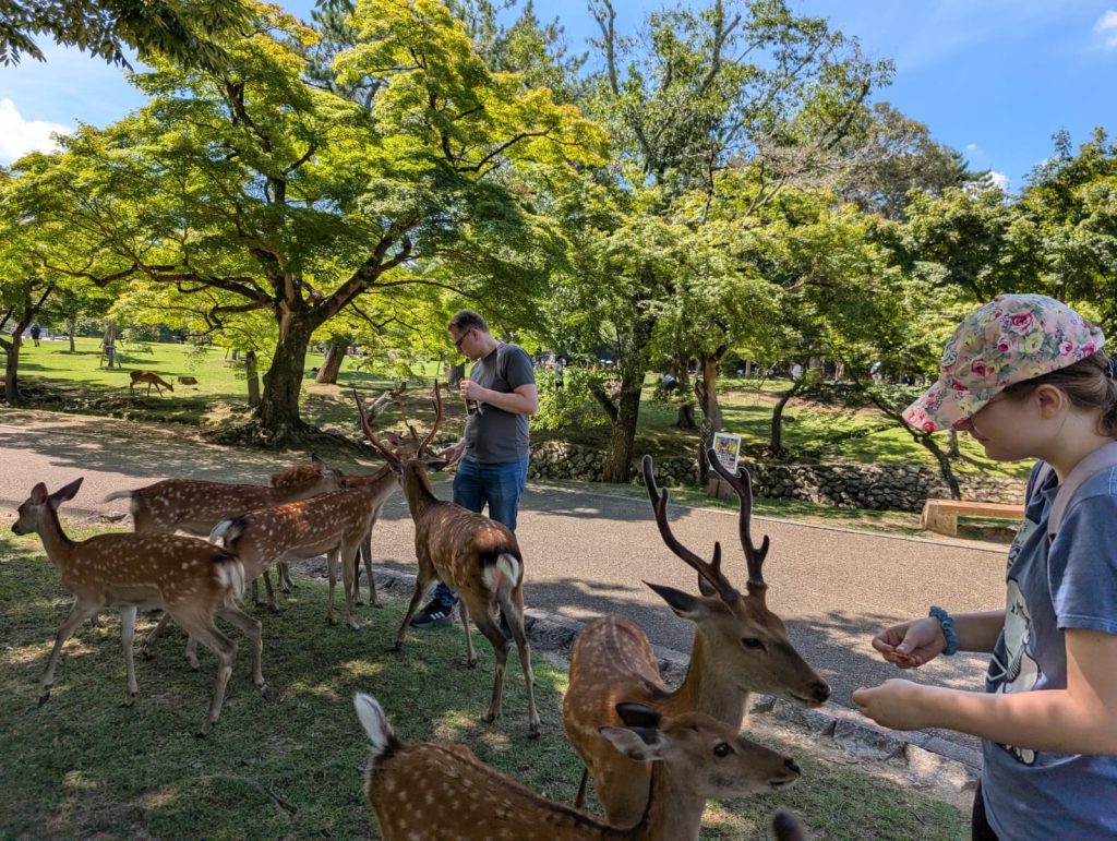 Nara in One Day: 30  lunch at Emado-chaya & 30  Yoshikien Garden