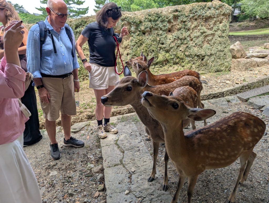 Nara in One Day: 40  Kasuga-taisha Shrine & Todaiji's Shoro Bell Tower